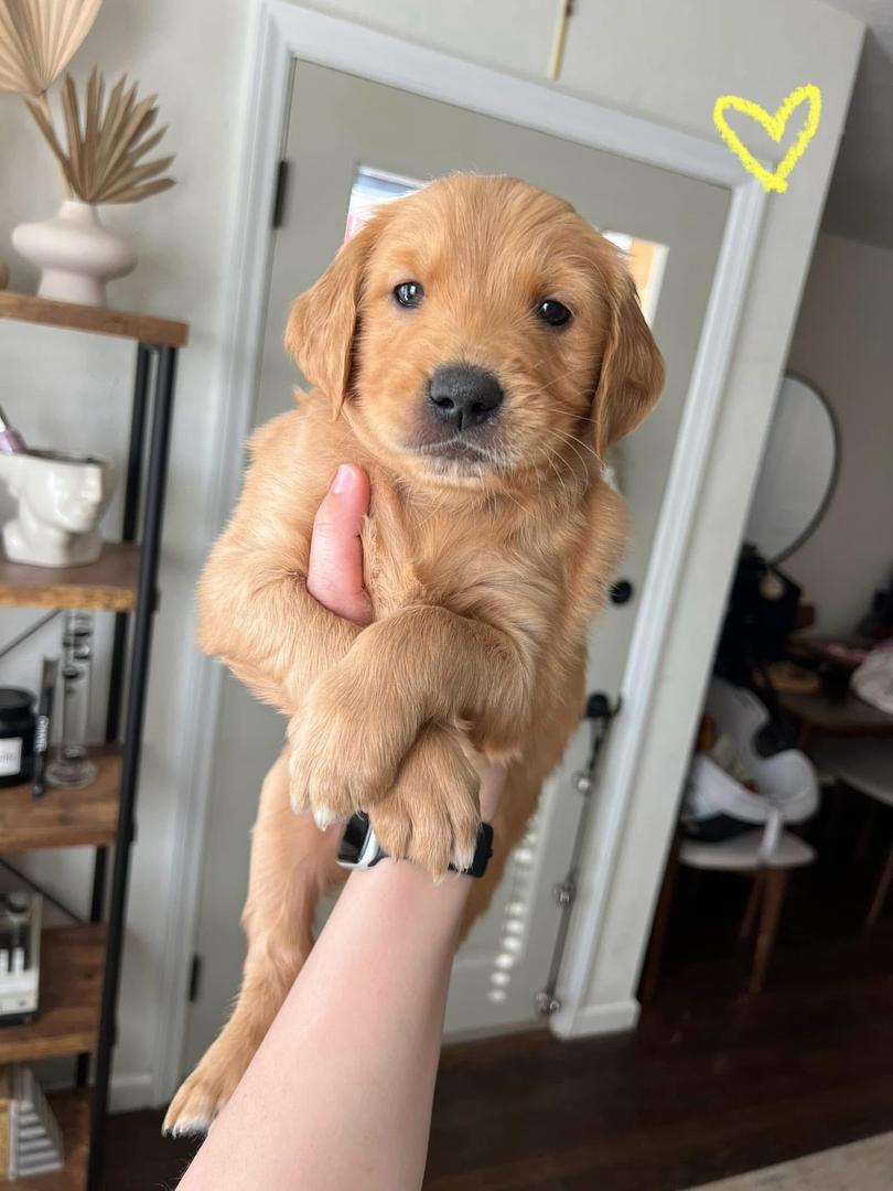 Golden Retriever Puppy